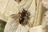 Anthidium manicatum